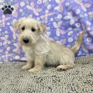 Brad, Scottish Terrier Puppy